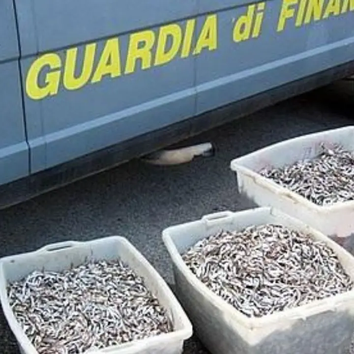 Pesca di frodo: nel Reggino le Fiamme gialle sequestrano un carico illegale da 1,5 tonnellate di novellame non commestibile