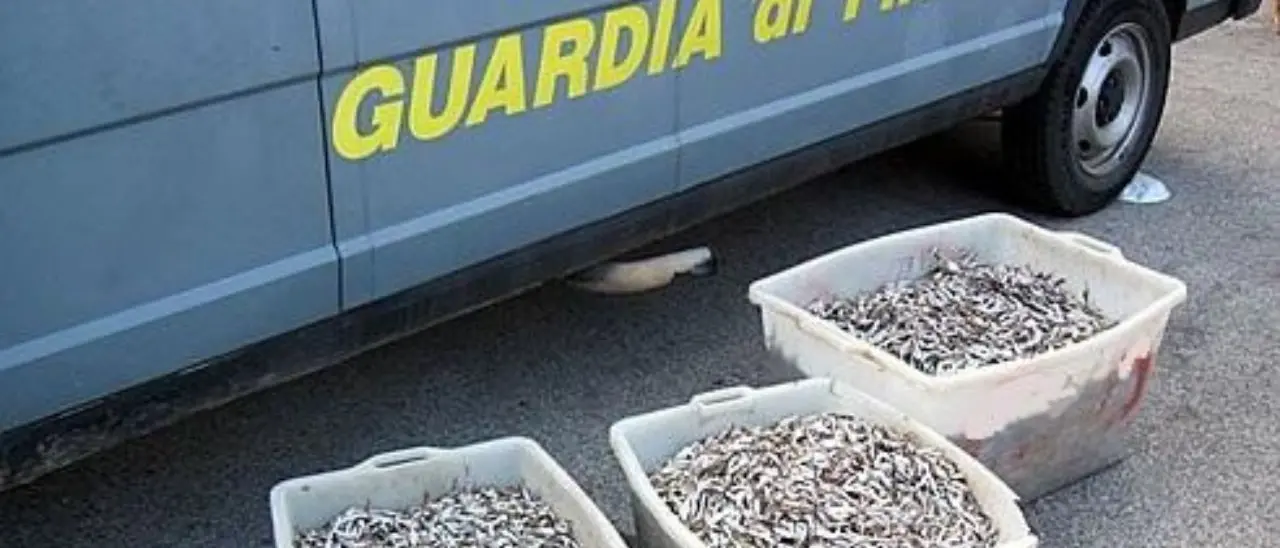 Pesca di frodo: nel Reggino le Fiamme gialle sequestrano un carico illegale da 1,5 tonnellate di novellame non commestibile