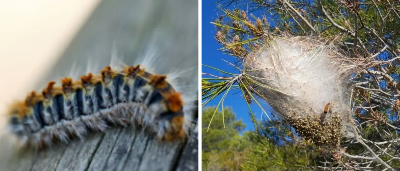 Allarme processionaria a Ricadi, il sindaco chiude il campo sportivo e ordina controlli su tutto il territorio