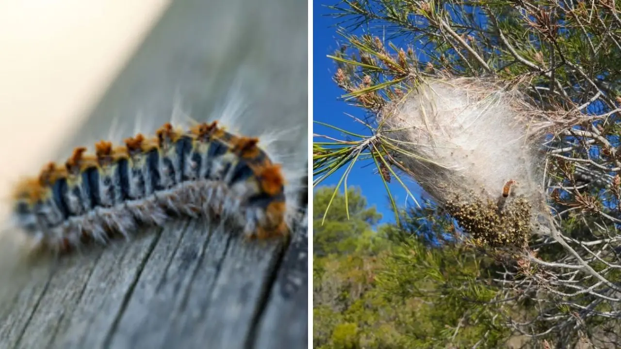 Cosenza, ordinanza comunale per contrastare la diffusione della processionaria in città\n