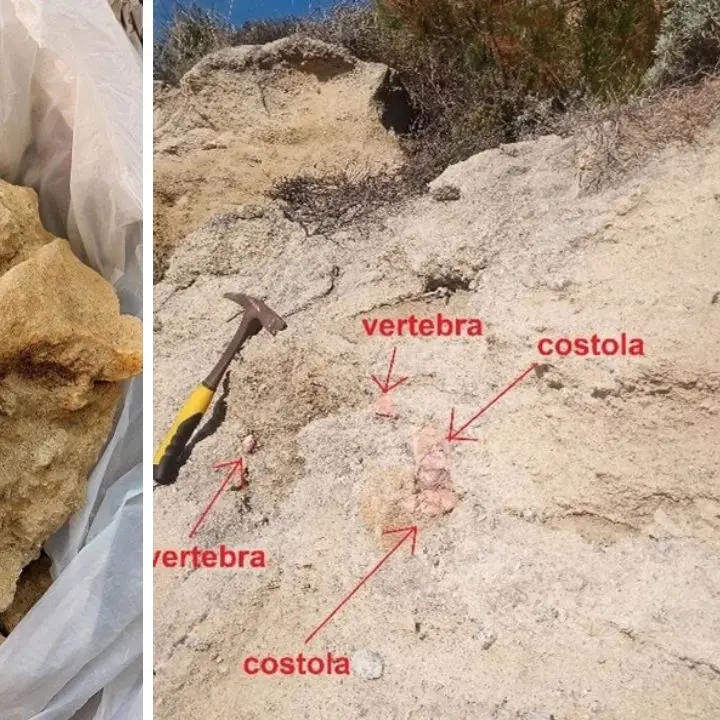 Trovato un fossile risalente a 7 milioni di anni fa tra Santa Domenica e Tropea: è il cranio di un sirenio