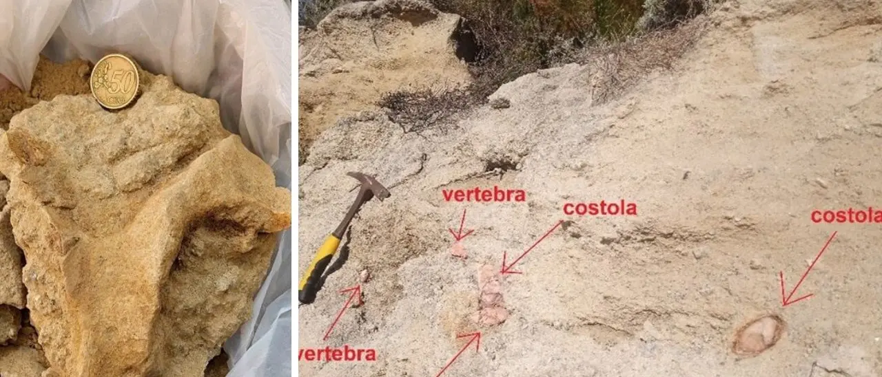Trovato un fossile risalente a 7 milioni di anni fa tra Santa Domenica e Tropea: è il cranio di un sirenio