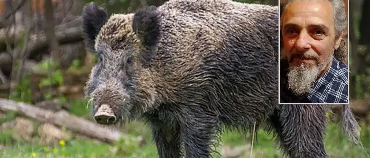 Ucciso dal cinghiale che aveva catturato con una trappola messa a difesa del suo orto: dramma in Calabria