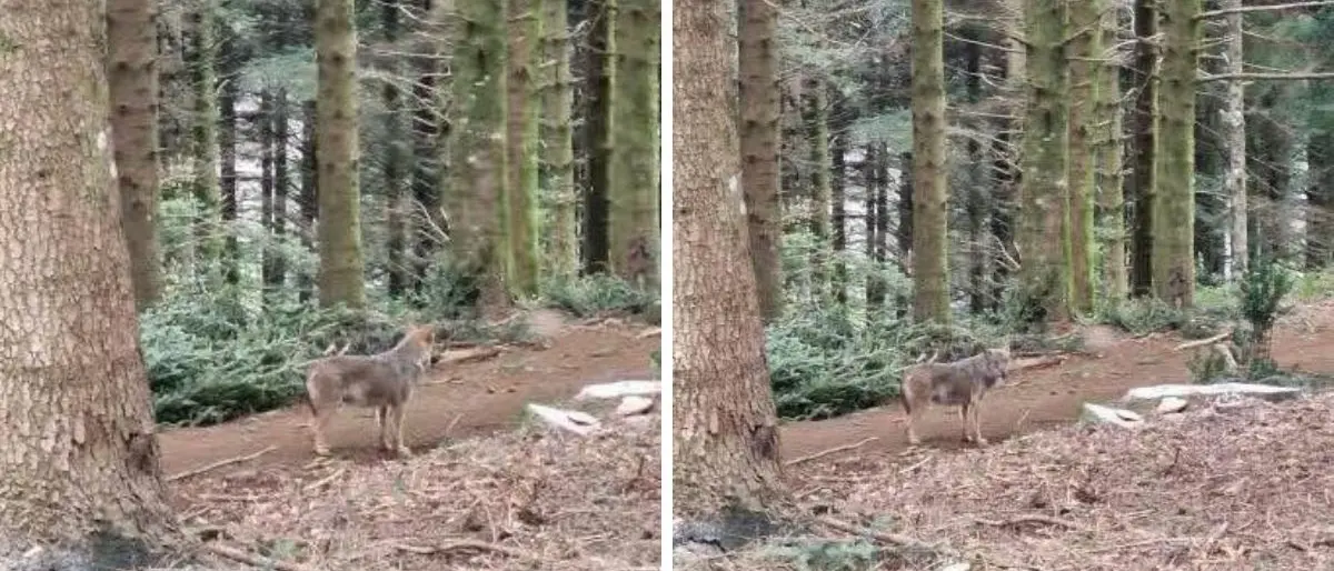 Serra San Bruno, ecco il lupo: il magico incontro tra i boschi ai piedi di Monte Pecoraro
