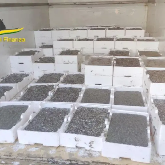 Due tonnellate di novellame sequestrate nell’ambito di un’operazione coordinata dal Roan di Vibo Valentia