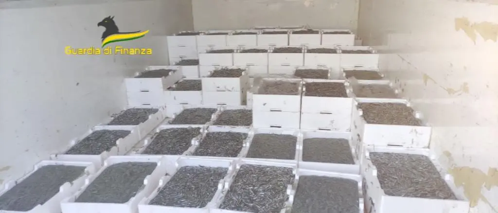 Due tonnellate di novellame sequestrate nell’ambito di un’operazione coordinata dal Roan di Vibo Valentia