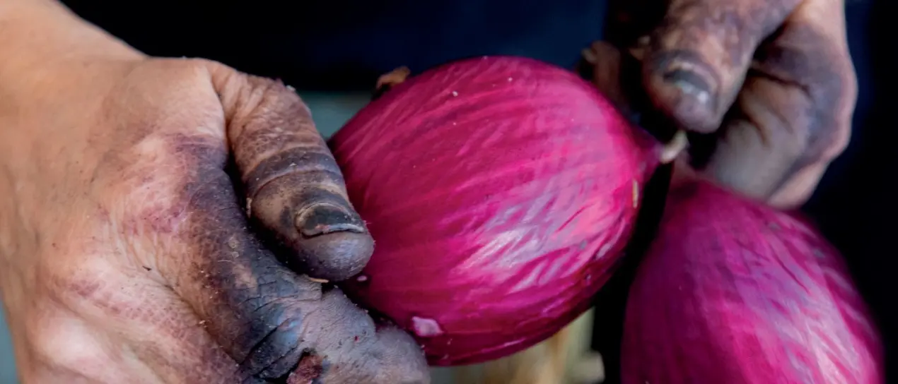 \"Rossa tra colline e mare\": viaggio all’origine della cipolla di Tropea, un’eccellenza divenuta simbolo del territorio