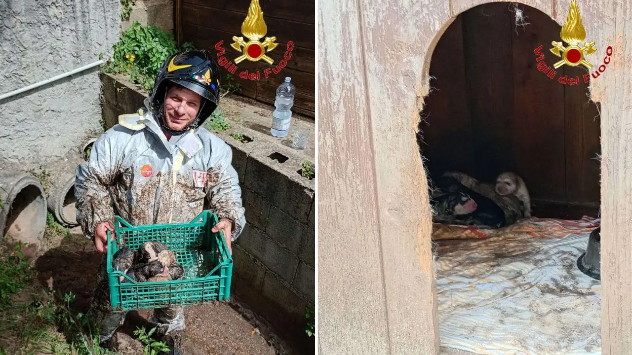 Motta Filocastro, cuccioli di husky intrappolati nel tubo di scarico: salvati da un vigile del fuoco