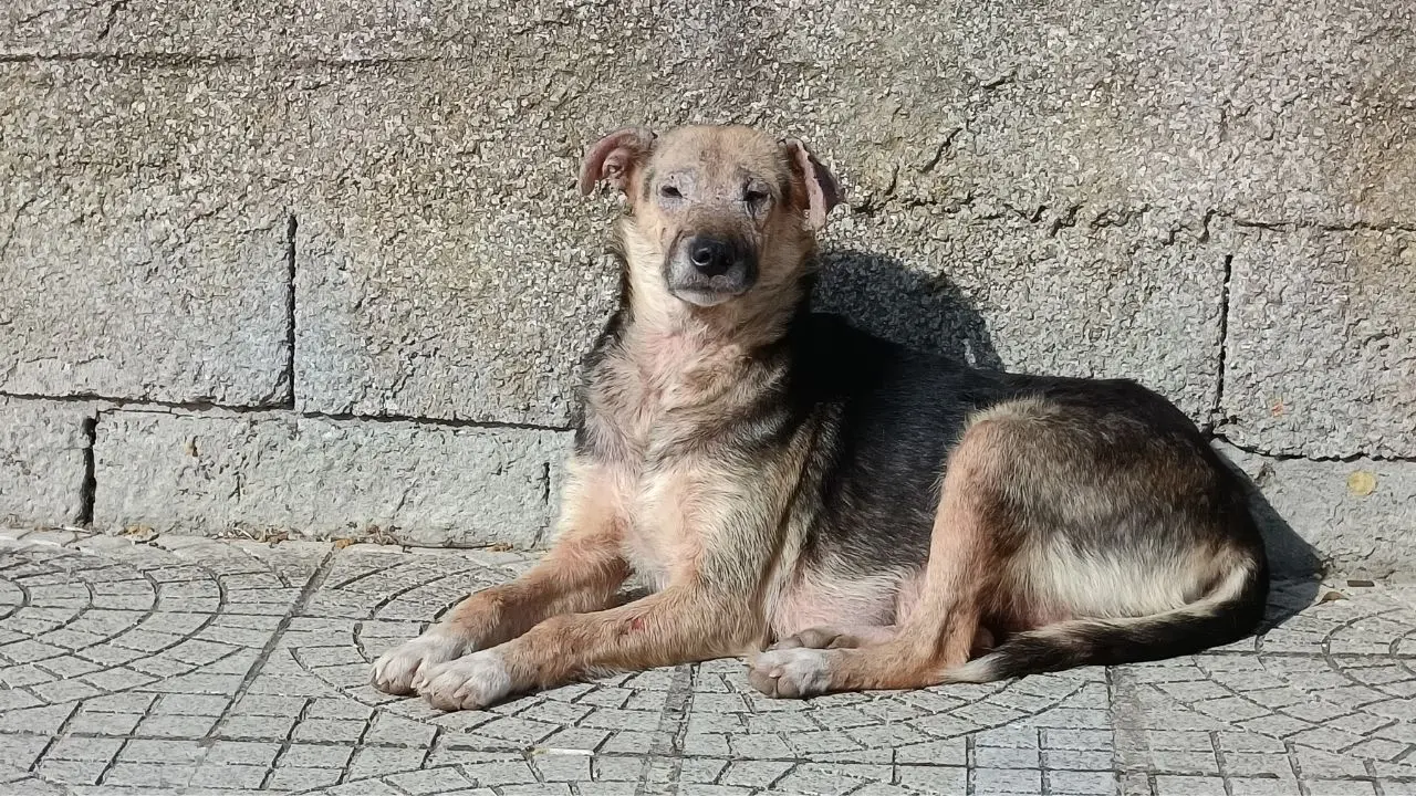 Randagismo fuori controllo a Vibo, l'associazione Argo denuncia l'inerzia delle autorità sanitarie: «Situazione insostenibile»