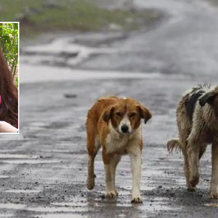 Emergenza randagismo a Vibo, i volontari: «Cercavamo i branchi con i droni, ora è tutto fermo. L’Asp faccia la sua parte»