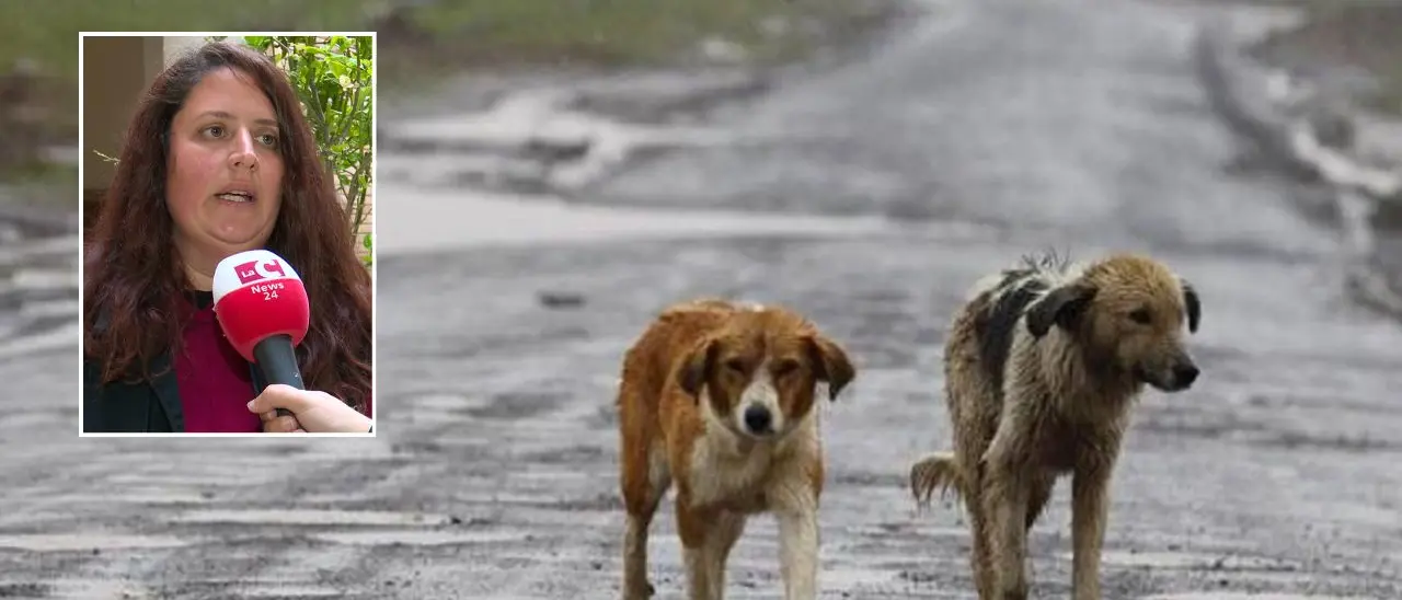 Emergenza randagismo a Vibo, i volontari: «Cercavamo i branchi con i droni, ora è tutto fermo. L’Asp faccia la sua parte»