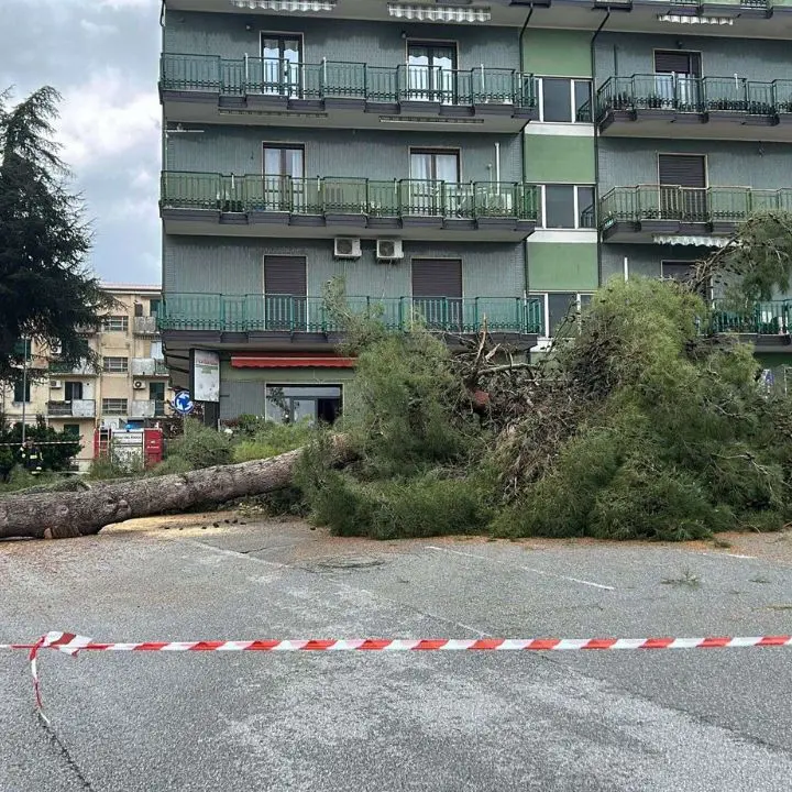 Albero crolla in un cortile a Vibo, i Vigili del Fuoco rimuovono un secondo esemplare a rischio