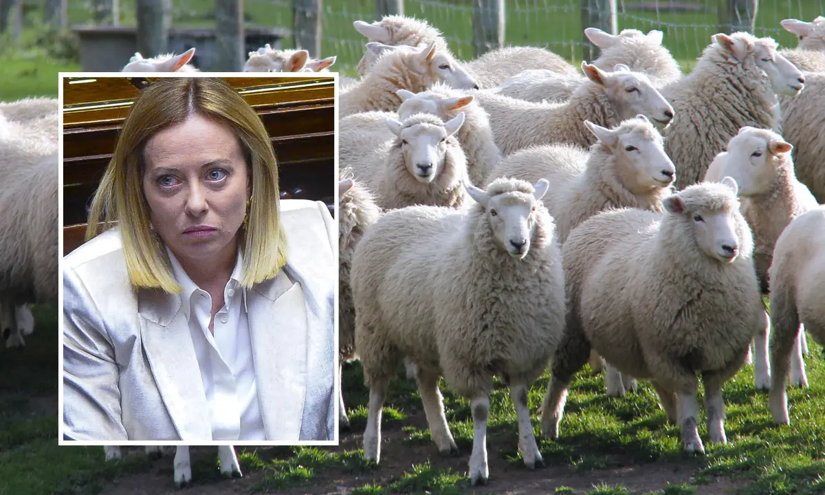 Arriva la Meloni a Limbadi, «assoluto divieto di pascolo e transito delle pecore»: la surreale ordinanza del Comune