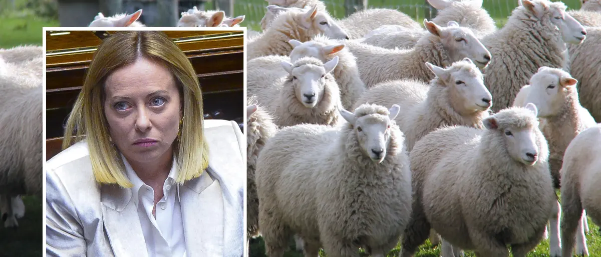 Arriva la Meloni a Limbadi, «assoluto divieto di pascolo e transito delle pecore»: la surreale ordinanza del Comune