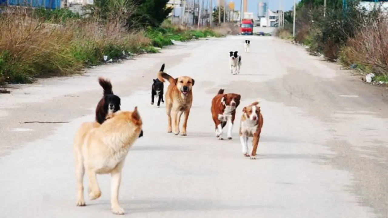 Emergenza randagismo, convegno a Vibo con il Rotary Club Hipponion e le associazioni di protezione animali del territorio