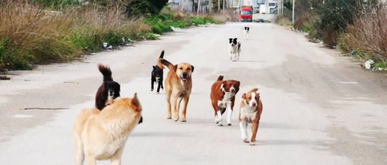 Randagismo in Calabria: 29 associazioni (3 di Vibo) si uniscono nel progetto Ecta: «Situazione fuori controllo da 30 anni, istituzioni latitanti»