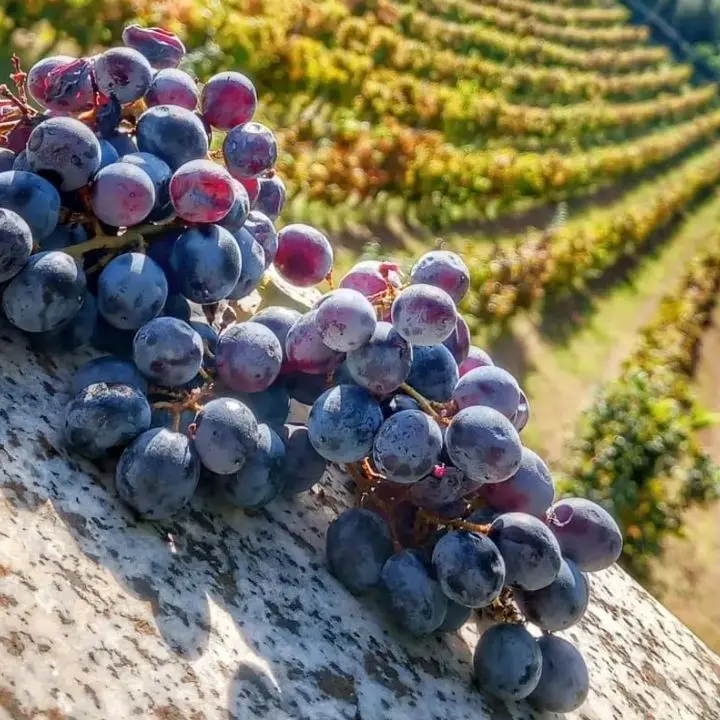 Gal terre vibonesi al Vinitaly aspettando la Doc: «Il nostro obiettivo è raccontare il territorio con le sue specialità enologiche»