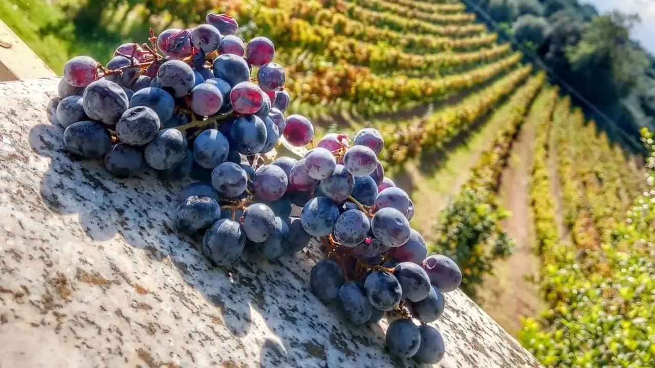 Gal terre vibonesi al Vinitaly aspettando la Doc: «Il nostro obiettivo è raccontare il territorio con le sue specialità enologiche»
