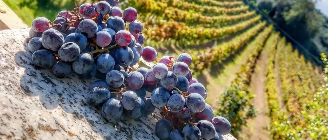 Gal terre vibonesi al Vinitaly aspettando la Doc: «Il nostro obiettivo è raccontare il territorio con le sue specialità enologiche»