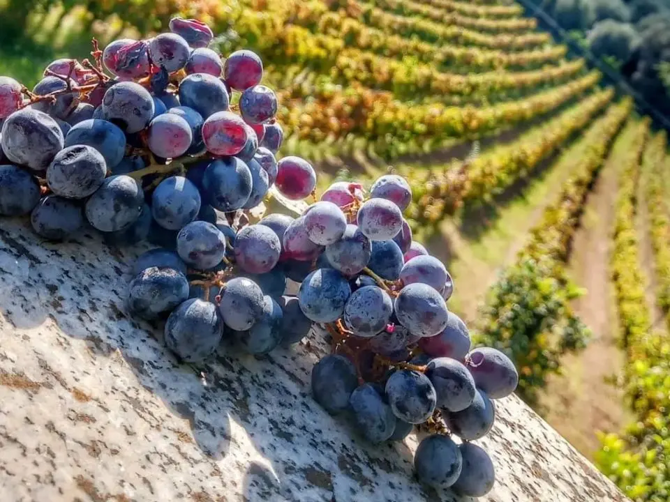 Gal terre vibonesi al Vinitaly aspettando la Doc: «Il nostro obiettivo è raccontare il territorio con le sue specialità enologiche»