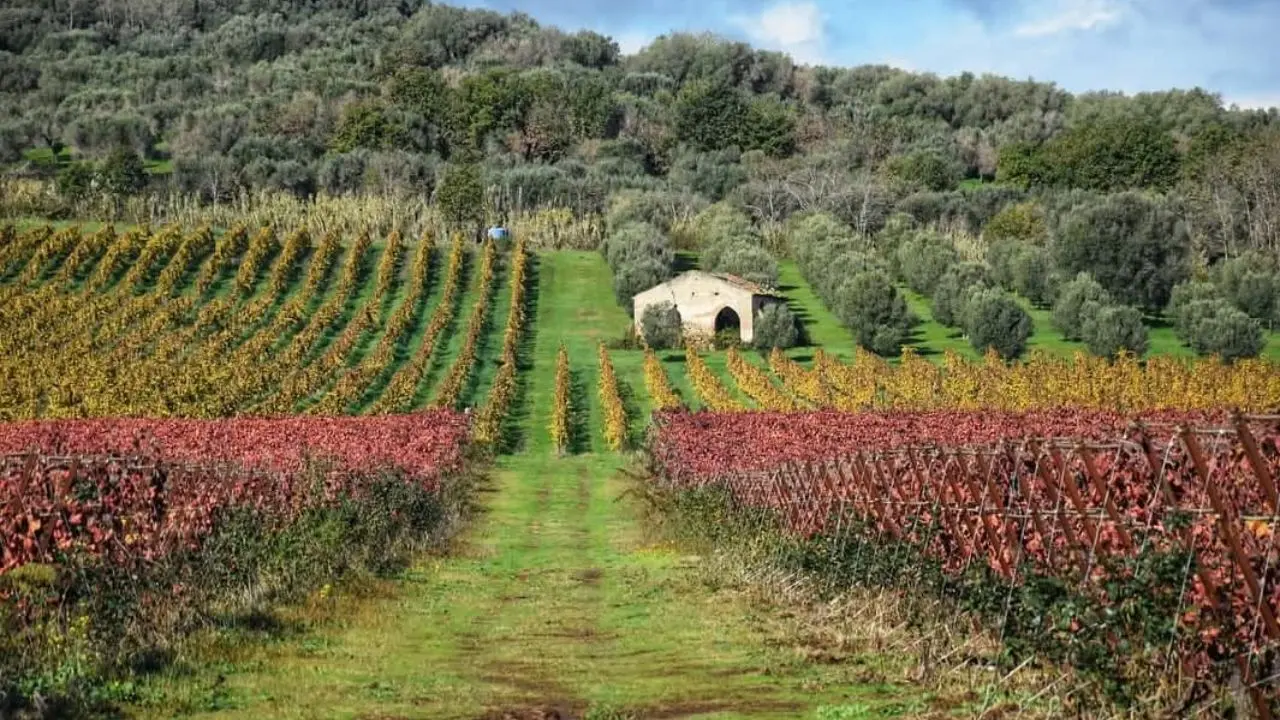 Un vino vibonese tra i dieci da non perdere al Vinitaly 2025: parola del guru di Slow wine Giancarlo Gariglio