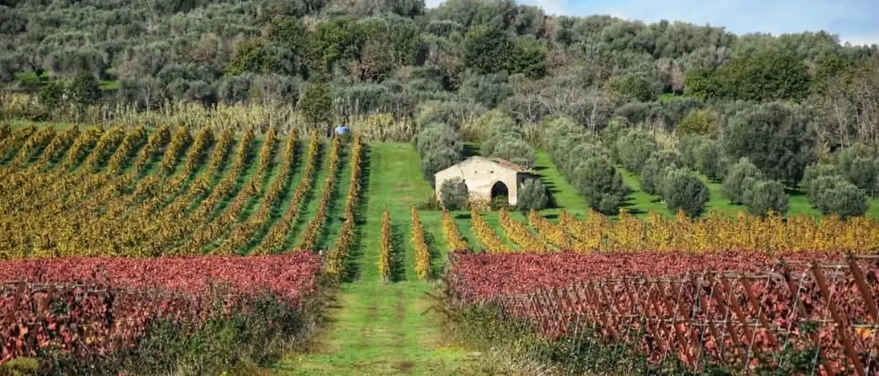 Un vino vibonese tra i dieci da non perdere al Vinitaly 2025: parola del guru di Slow wine Giancarlo Gariglio