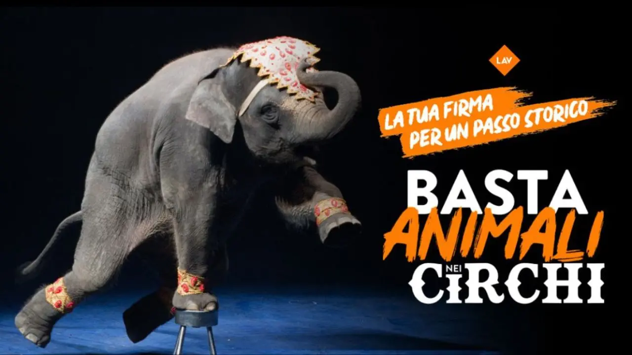 «Basta animali nei circhi»: la Lav si mobilita anche nel Vibonese per spingere il Governo a dare attuazione alla legge delega in scadenza