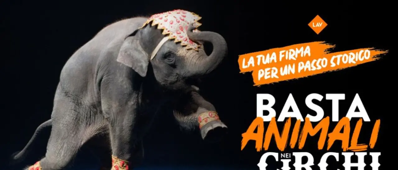 «Basta animali nei circhi»: la Lav si mobilita anche nel Vibonese per spingere il Governo a dare attuazione alla legge delega in scadenza