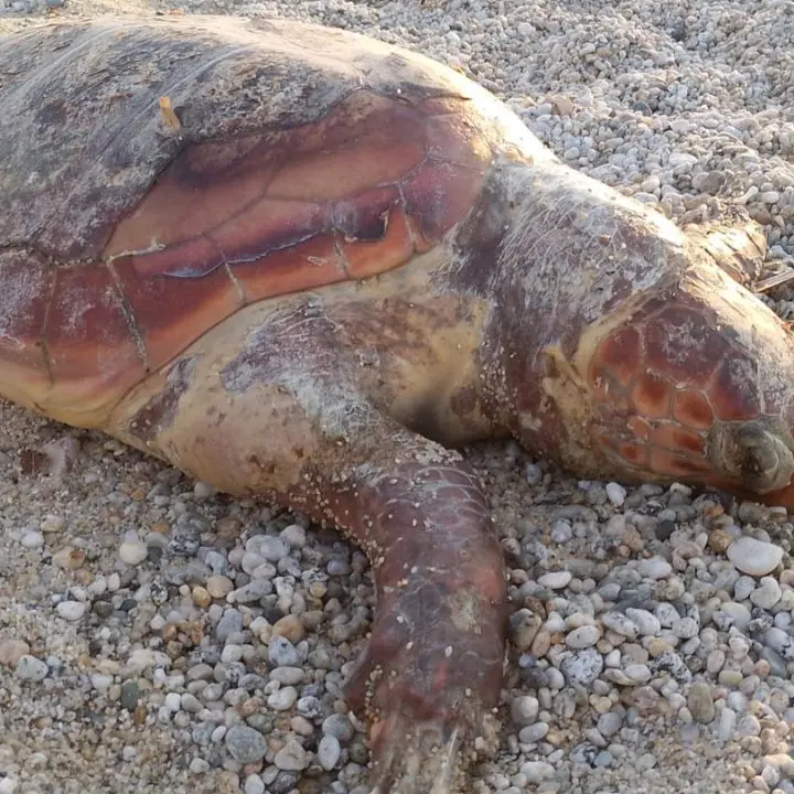 Tartaruga trovata morta sulla spiaggia di Vibo Marina: plastica e reti da pesca non danno scampo