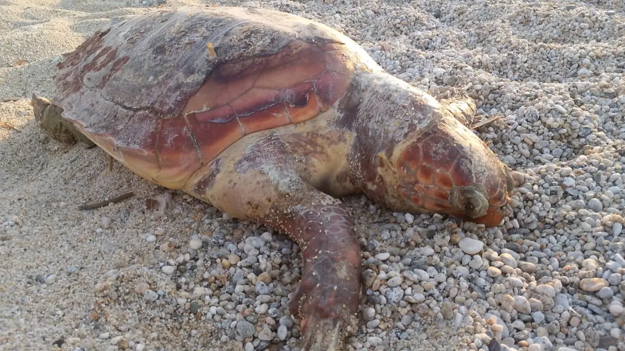 Tartaruga trovata morta sulla spiaggia di Vibo Marina: plastica e reti da pesca non danno scampo