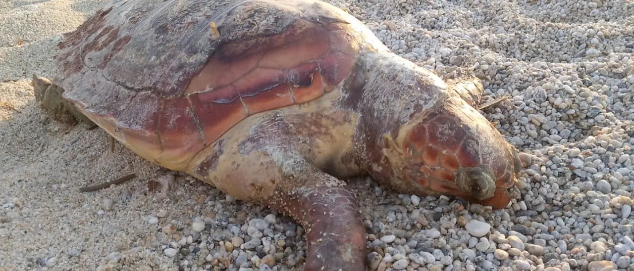 Tartaruga trovata morta sulla spiaggia di Vibo Marina: plastica e reti da pesca non danno scampo