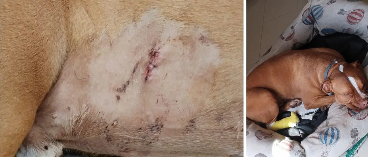 Cane attaccato da un cinghiale nel centro abitato di Vibo, la denuncia dei proprietari: «Era enorme, fate massima attenzione»