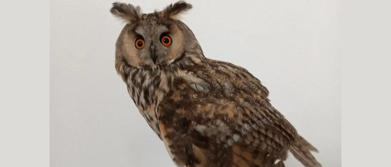 Vibo Marina, un gufo ferito salvato in mare aperto: evento eccezionale al largo della costa calabrese