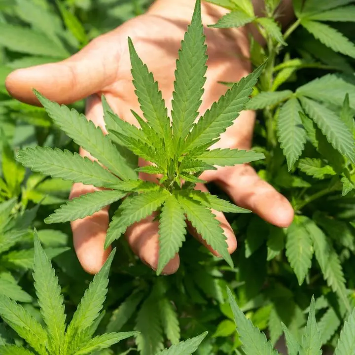 Cannabis light, il Decreto sicurezza colpisce anche il Vibonese: «Non sappiamo cosa dire ai nostri dipendenti»