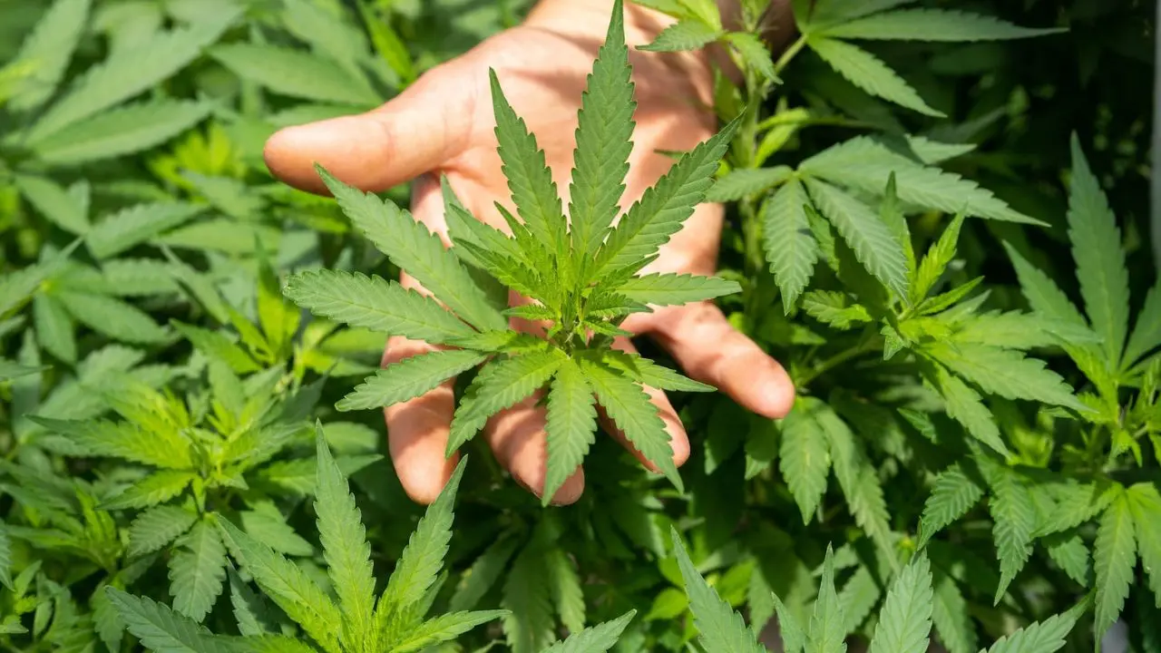 Cannabis light, il Decreto sicurezza colpisce anche il Vibonese: «Non sappiamo cosa dire ai nostri dipendenti»