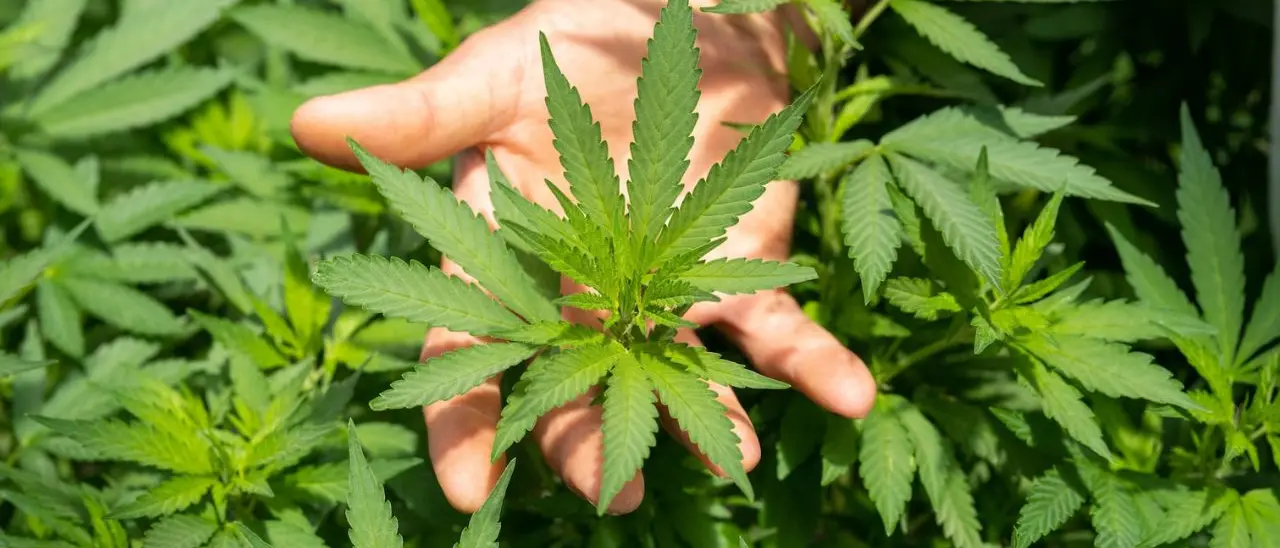 Cannabis light, il Decreto sicurezza colpisce anche il Vibonese: «Non sappiamo cosa dire ai nostri dipendenti»