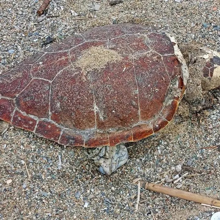 Tartaruga spiaggiata a Pizzo, continua la moria di Caretta Caretta lungo la Costa degli dei