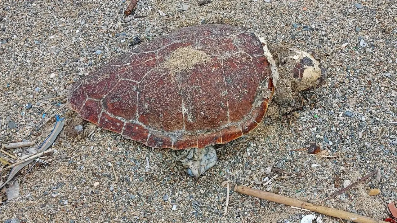 Tartaruga spiaggiata a Pizzo, continua la moria di Caretta Caretta lungo la Costa degli dei