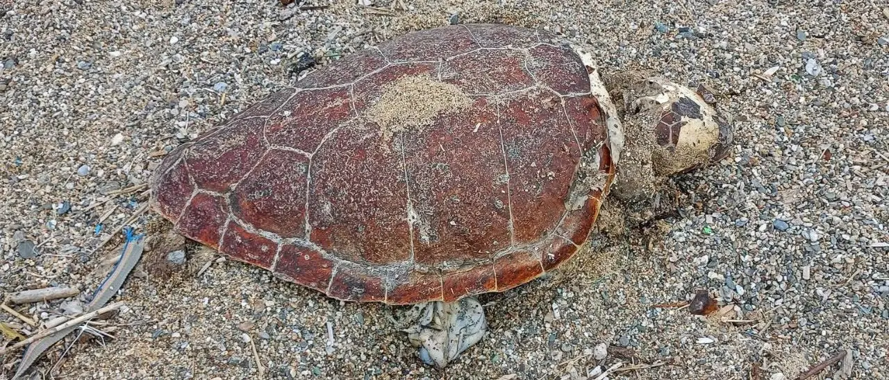Tartaruga spiaggiata a Pizzo, continua la moria di Caretta Caretta lungo la Costa degli dei