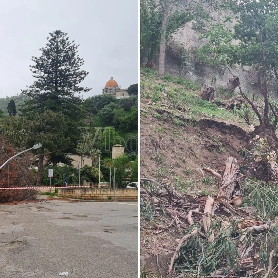 Maltempo a Tropea, le forti raffiche di vento sradicano tre alberi. Divelto anche un lampione