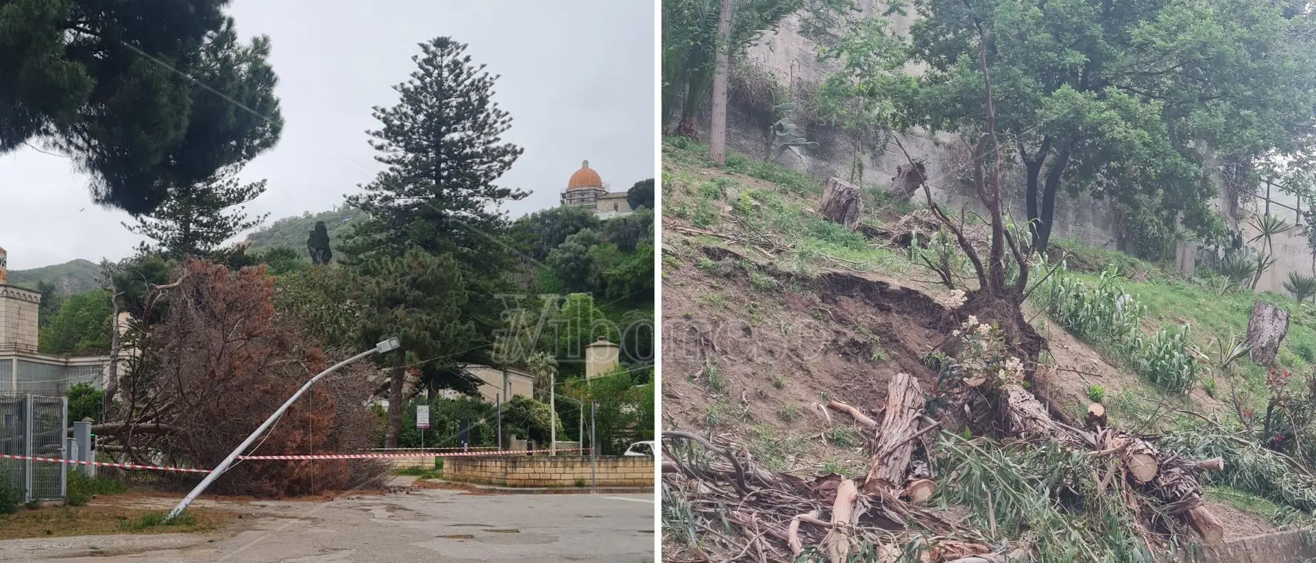 Maltempo a Tropea, le forti raffiche di vento sradicano tre alberi. Divelto anche un lampione