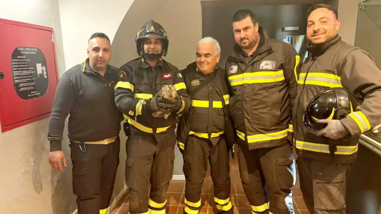Soriano, \"gufo\" intrappolato nel vano ascensore del Polo museale salvato dai vigili del fuoco
