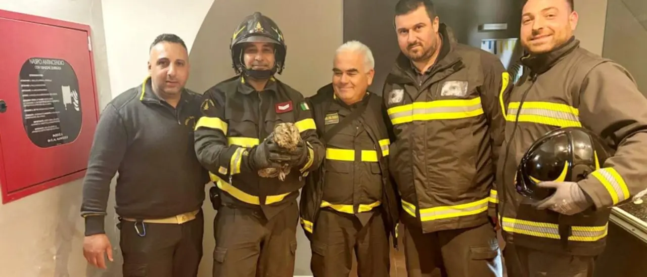 Soriano, \"gufo\" intrappolato nel vano ascensore del Polo museale salvato dai vigili del fuoco