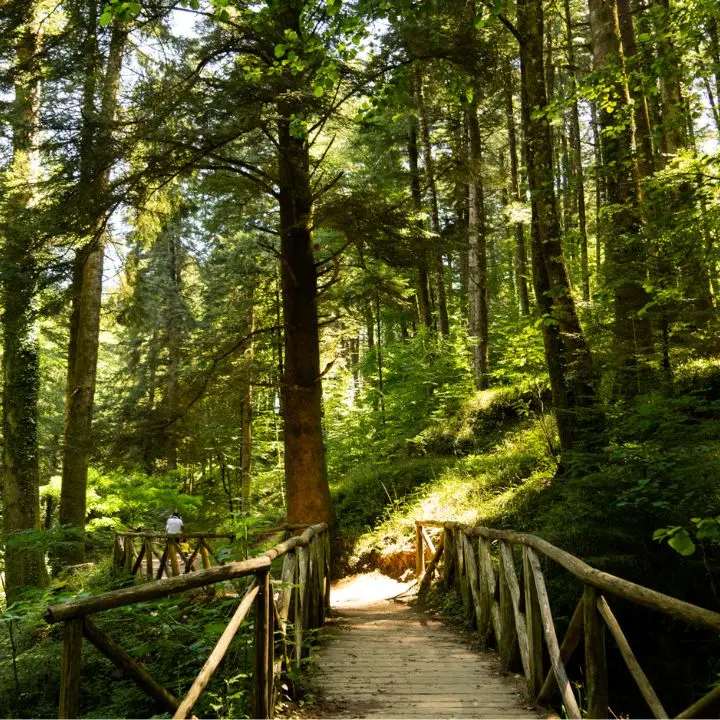 Parco delle Serre: 22 tirocinanti Tis stabilizzati con il contributo regionale da 54 mila euro per ogni assunzione