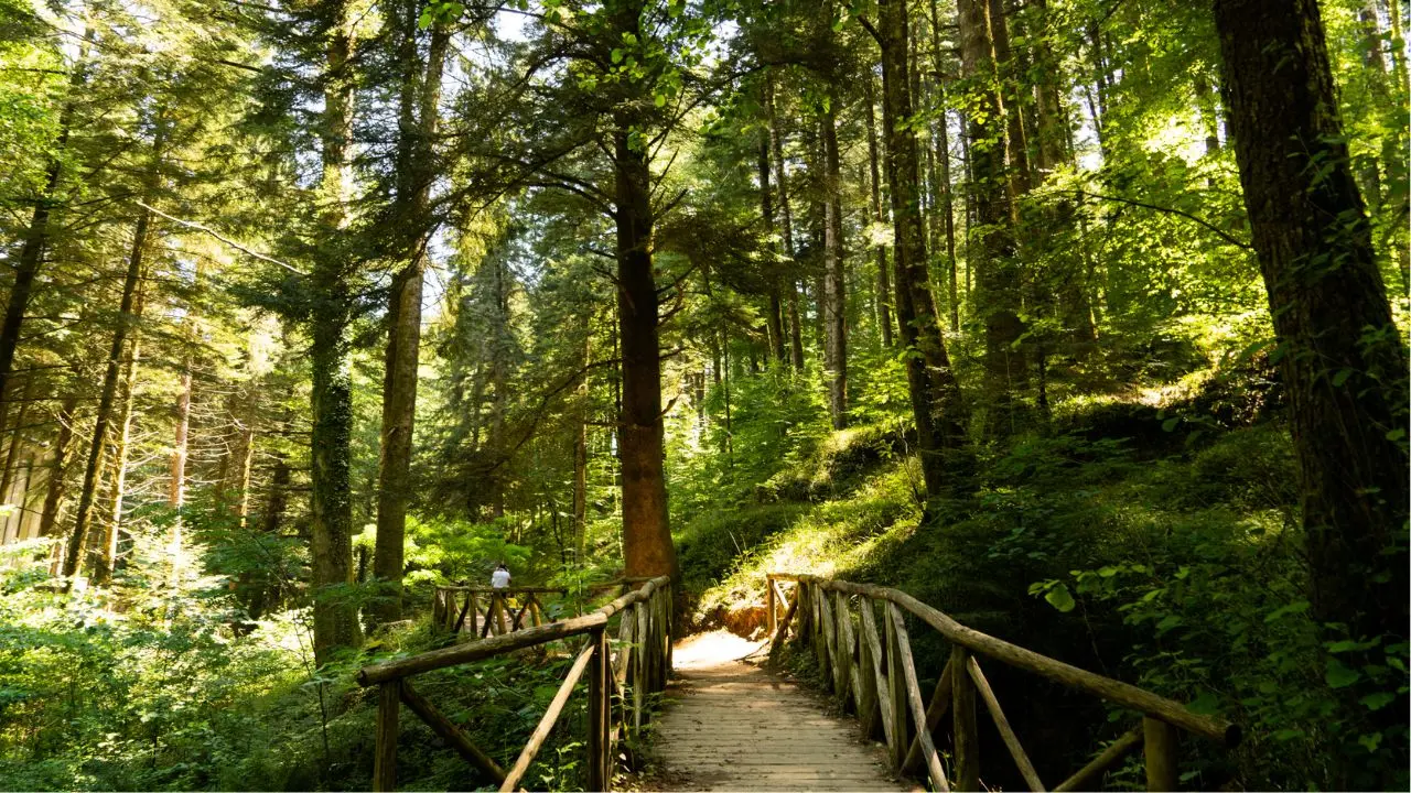 Parco delle Serre: 22 tirocinanti Tis stabilizzati con il contributo regionale da 54 mila euro per ogni assunzione