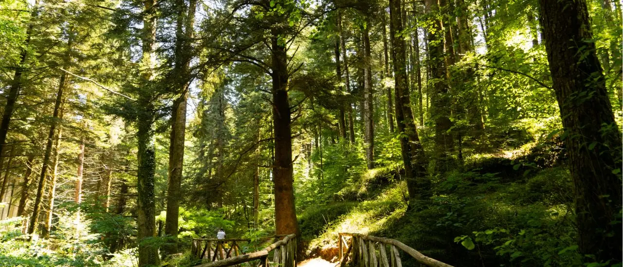 Parco delle Serre: 22 tirocinanti Tis stabilizzati con il contributo regionale da 54 mila euro per ogni assunzione