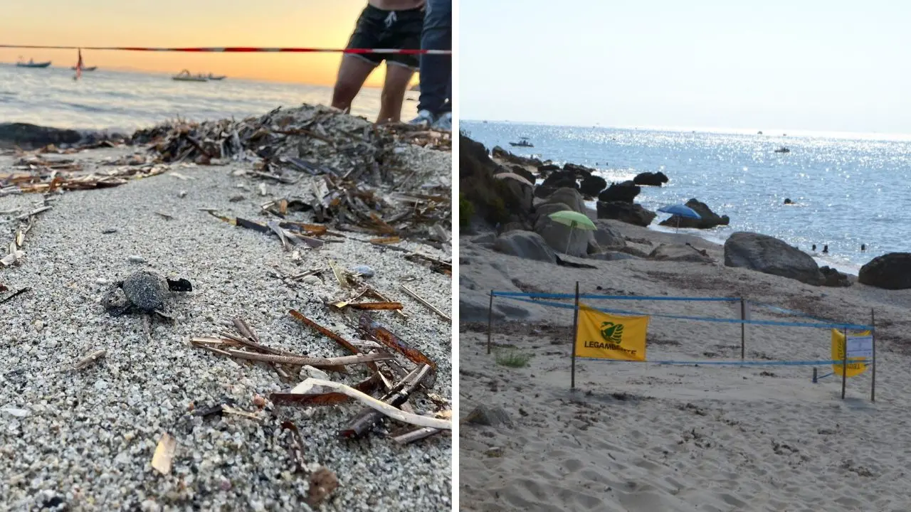 Tropea diventa \"Comune amico delle tartarughe marine\" grazie all'intesa con Legambiente per la tutela dei siti di nidificazione