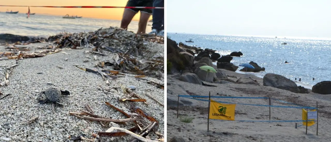 Tropea diventa \"Comune amico delle tartarughe marine\" grazie all'intesa con Legambiente per la tutela dei siti di nidificazione