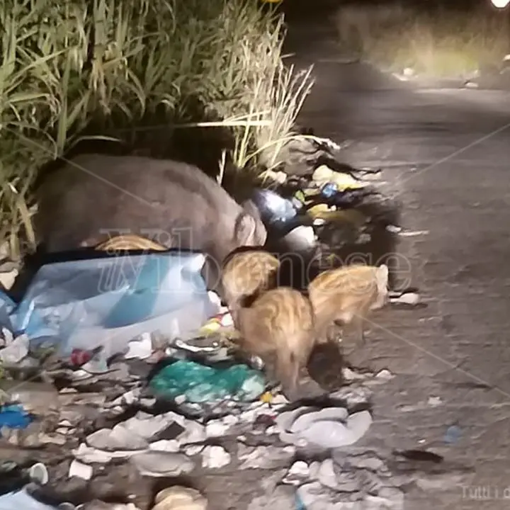 Il pasto dei cinghiali tra i rifiuti di Vibo Marina \"disturbato\" dai fari di un’auto - Video