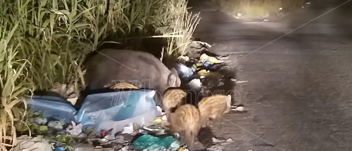 Il pasto dei cinghiali tra i rifiuti di Vibo Marina \"disturbato\" dai fari di un’auto - Video